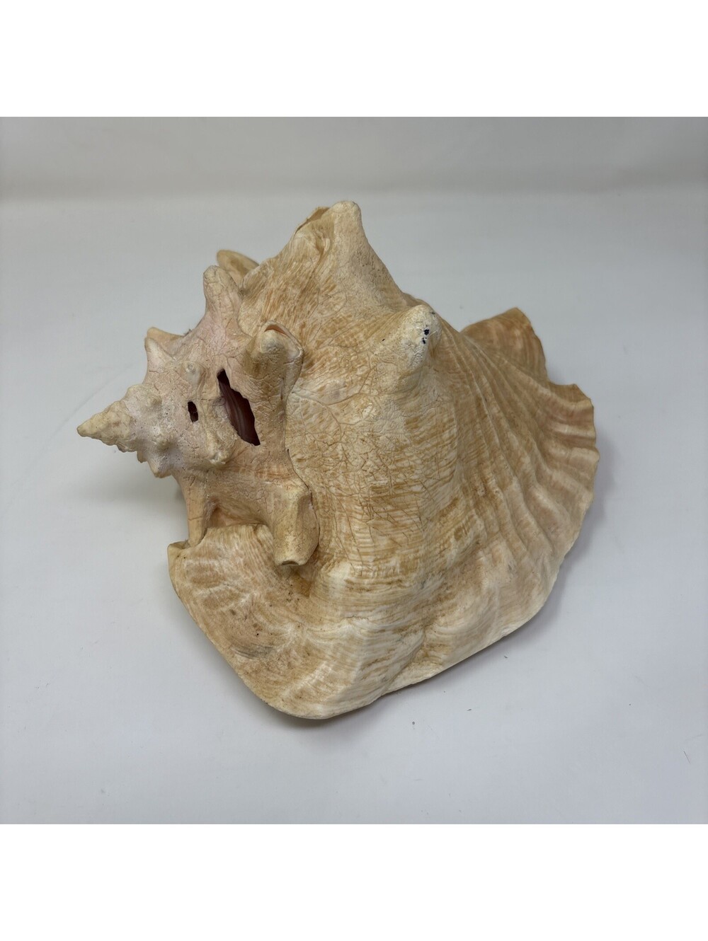 Large Pink & Tan Conch Sea Shell, Striped Pattern Faux Conch Shell